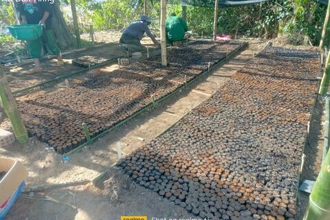 Mô hình “Vườn ươm cây keo lai” phục vụ trồng rừng sản xuất trên địa bàn xã Đăk Hring